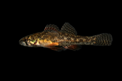 Least Darter photo 3