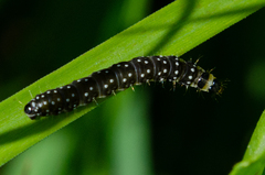 Zelotherses paleana