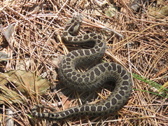 Crotalus triseriatus