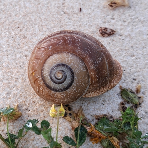 Otala punctata