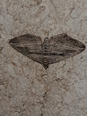 Costaconvexa polygrammata