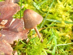 Panaeolus acuminatus
