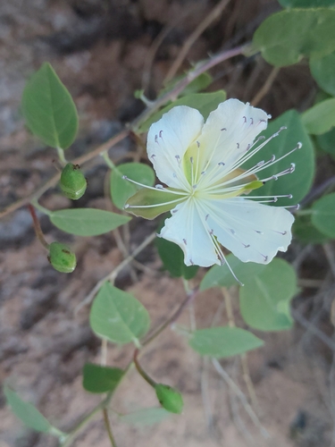 Capparis spinosa ovata