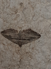 Costaconvexa polygrammata