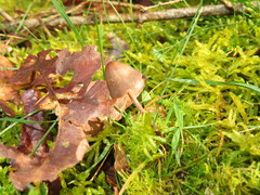Panaeolus acuminatus