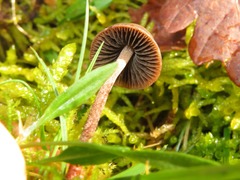 Panaeolus acuminatus