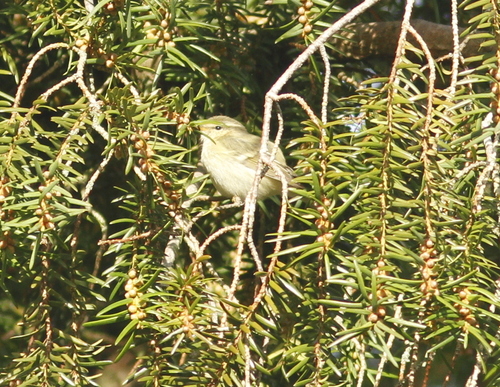 Phylloscopus humei