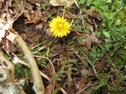 dune dandelion (Taraxacum dunense)