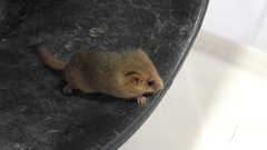 Muscardinus avellanarius