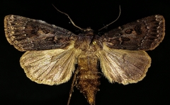 Agrotis ruta