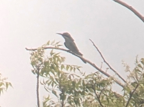 Blue-cheeked Bee-eater