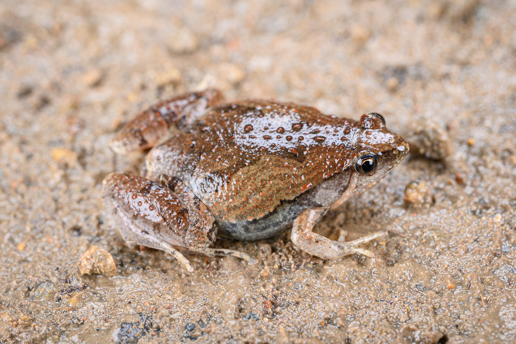East Asian Ornate Chorus Frog (Microhyla fissipes)
