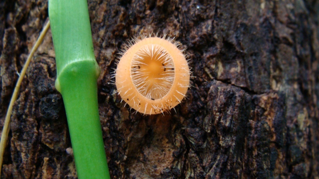 Cookeina tricholoma image