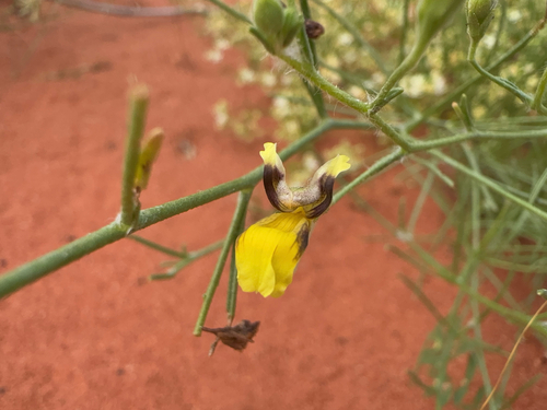 Goodenia armitiana observed 2026-04-13