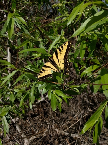 iNaturalist observation photo of Western Tiger Swallowtail