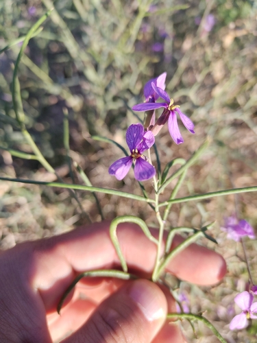 Violet Cabbage