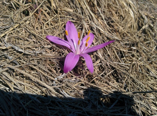 Colchicum bulbocodium