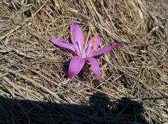 Colchicum bulbocodium