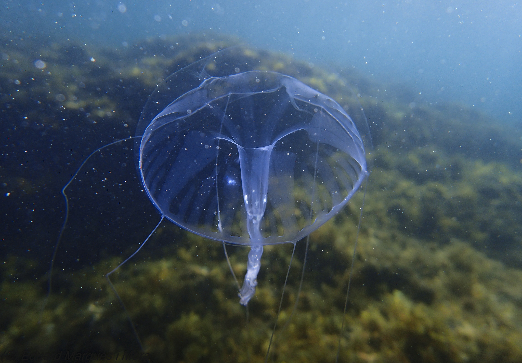 Geryonia proboscidalis (Forsskål, 1775)