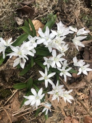 Scilla mischtschenkoana