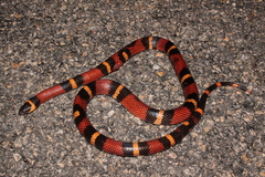 Lampropeltis abnorma