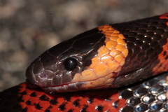 Lampropeltis abnorma