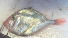Boarfish photo 2