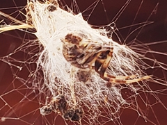 Metepeira labyrinthea