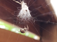 Metepeira labyrinthea