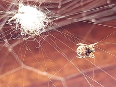 Metepeira labyrinthea