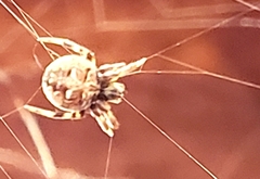 Metepeira labyrinthea