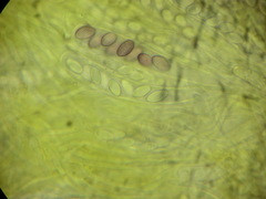 Ascobolus crenulatus