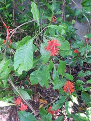 Aphelandra arborea