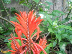 Aphelandra arborea