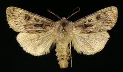Agrotis ruta