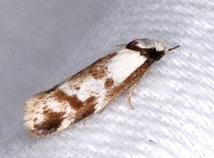 Palimmeces variegata