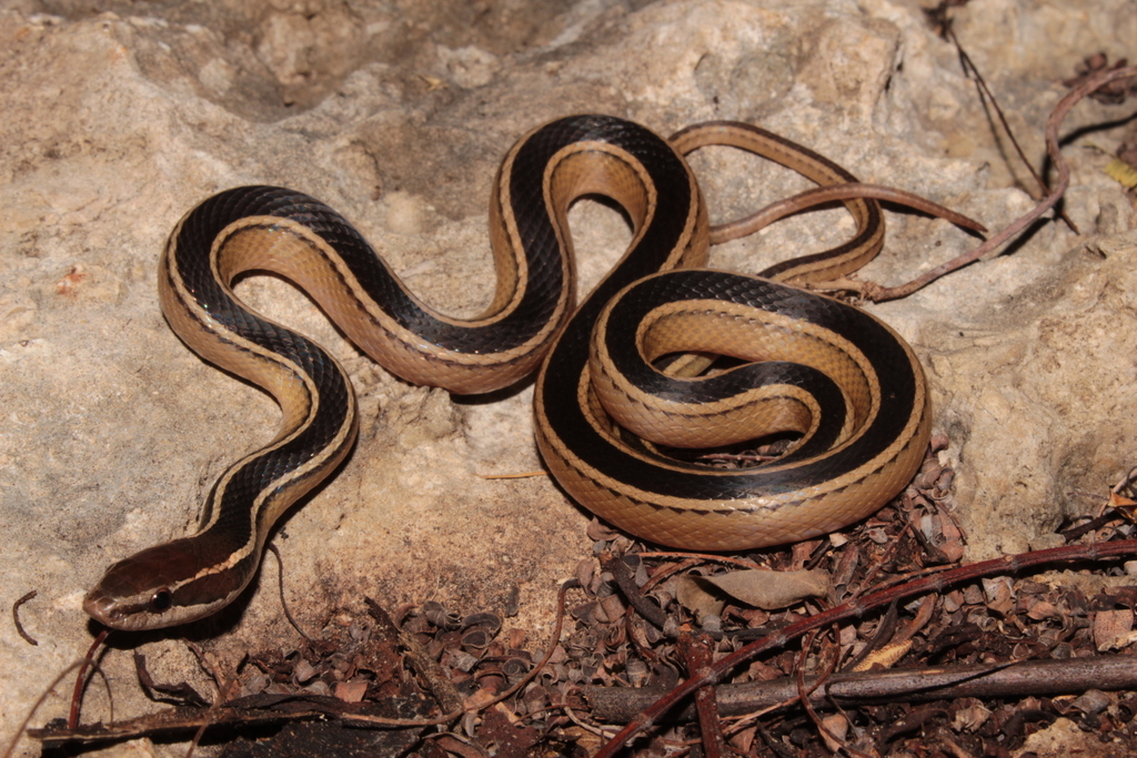 Faded Black-Striped Snake