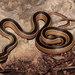 Faded Black-striped Snake - Photo (c) Pedro E. Nahuat-Cervera, some rights reserved (CC BY-NC), uploaded by Pedro E. Nahuat-Cervera