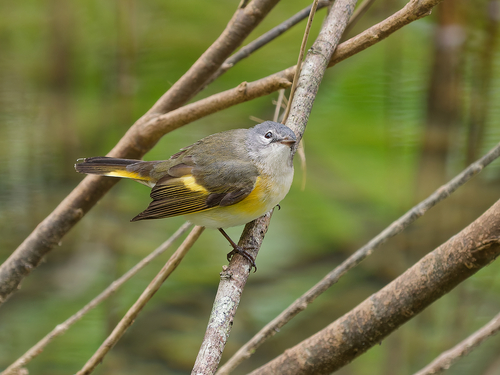 American Redstart