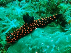 Nembrotha