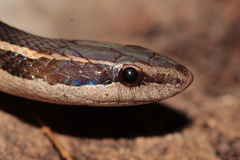 Coniophanes schmidti