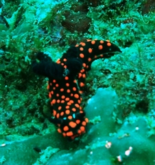 Nembrotha