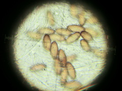 Ascobolus albidus