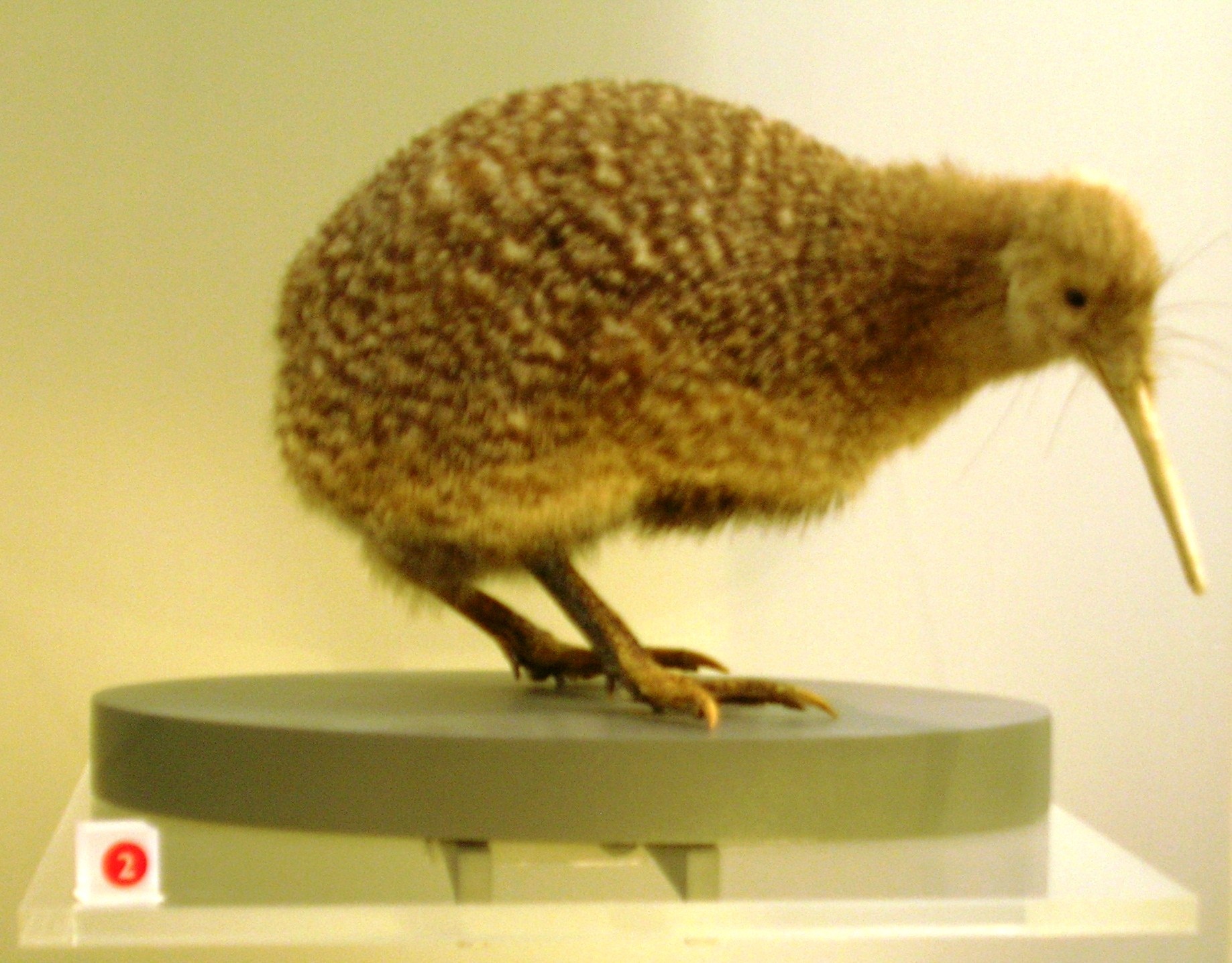 Little Spotted Kiwi (Apteryx owenii) · iNaturalist