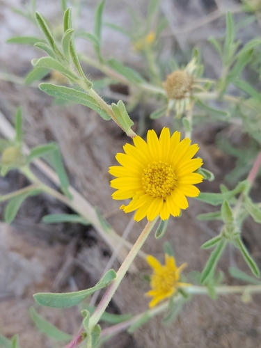 Asteriscus graveolens