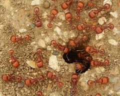Pogonomyrmex comanche