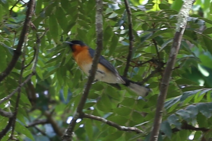 Spectacled Monarch (Symposiachrus trivirgatus), photo 6