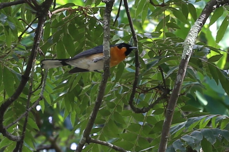 Spectacled Monarch (Symposiachrus trivirgatus), photo 4