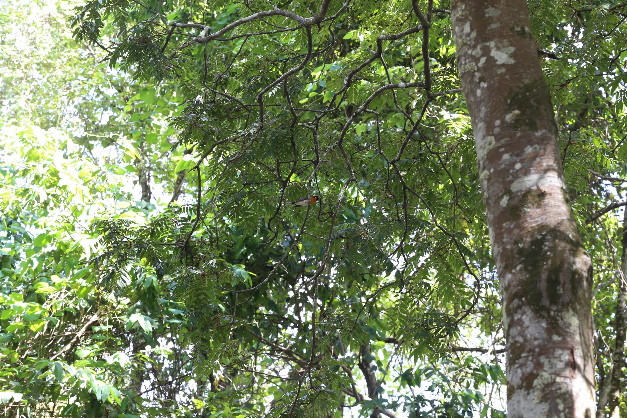 Spectacled Monarch (Symposiachrus trivirgatus), photo 5