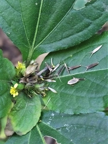 Nodeweed